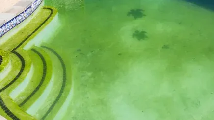 Pool with Algae